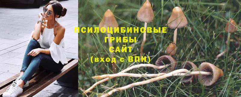 сколько стоит  Дивногорск  Галлюциногенные грибы MAGIC MUSHROOMS 